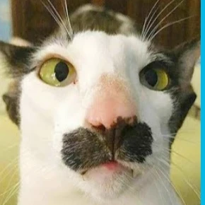 Cat Abuzer thumbnail