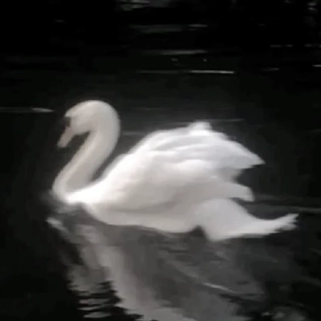 Swan