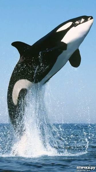 Tilikum (orca) thumbnail