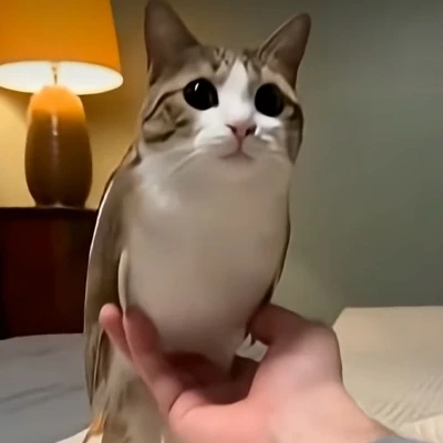 Meowl thumbnail