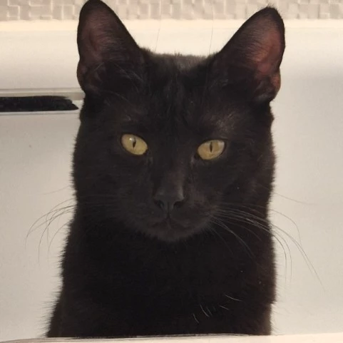 Black cat