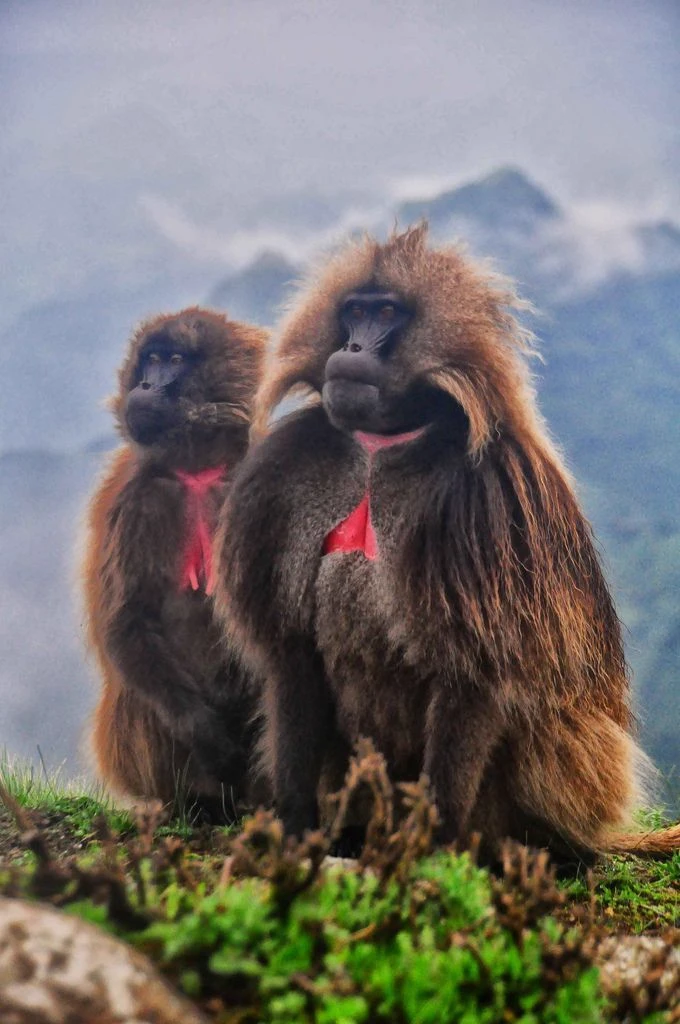 apes kingdom thumbnail