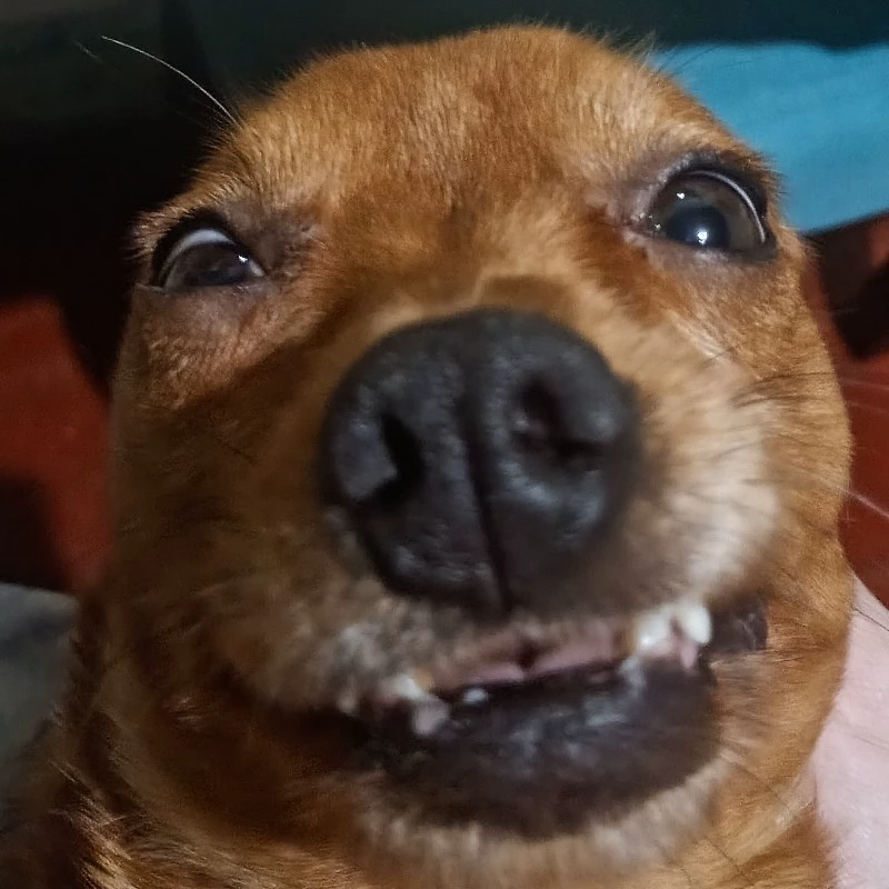 † Brazilian Dog †