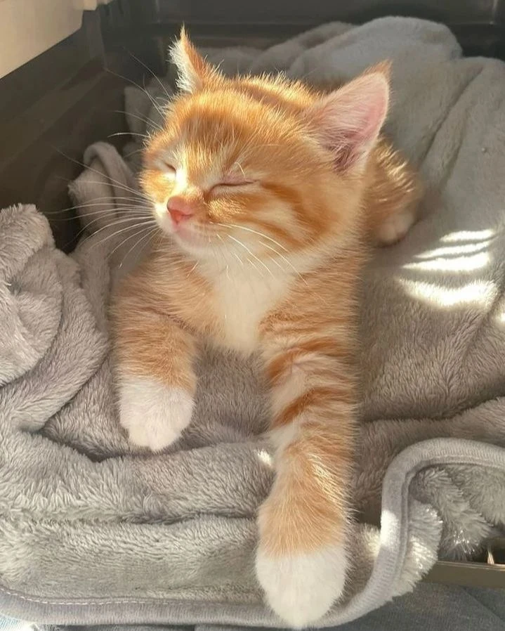 cats thumbnail