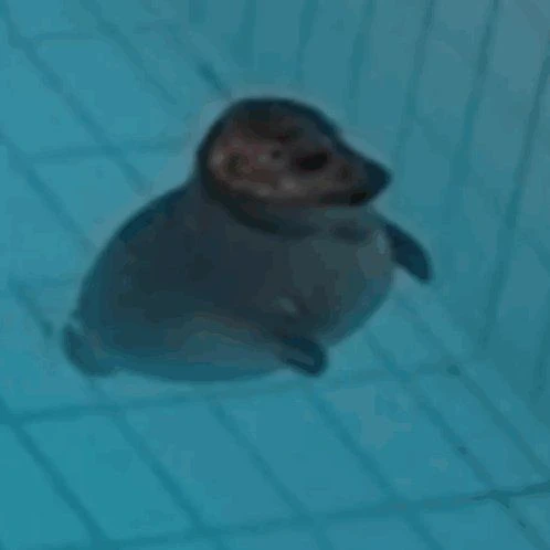 Your little seal thumbnail