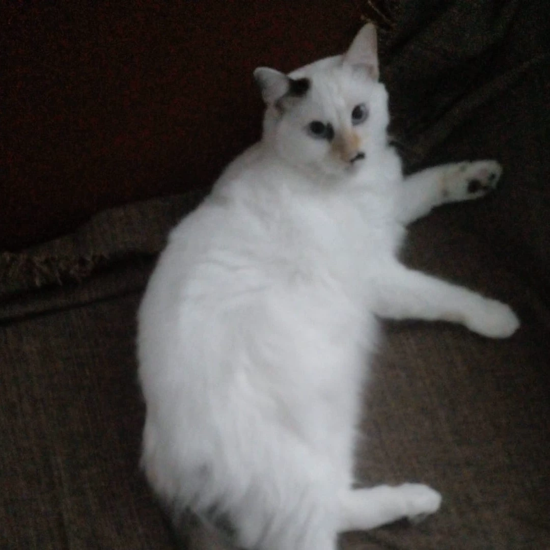 Cookie