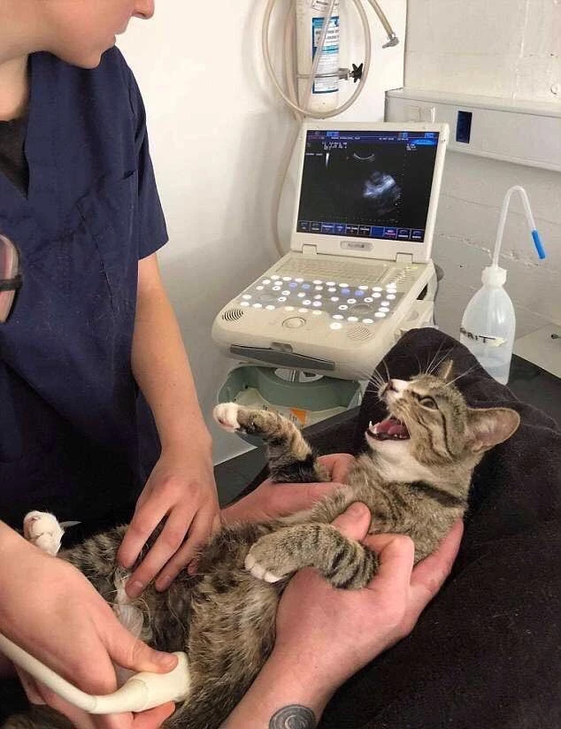 veterinary clinic thumbnail