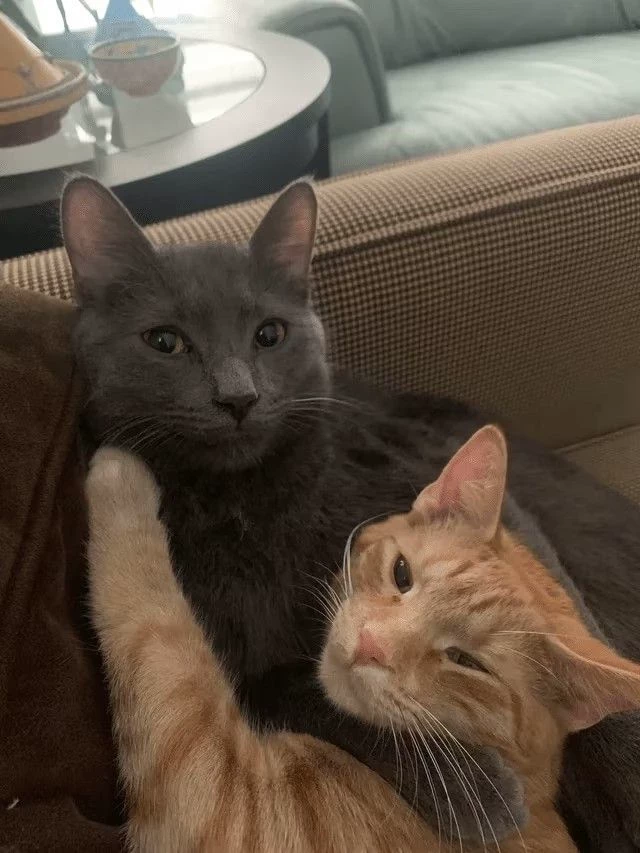 Edik and Genriy (Male Cats) thumbnail