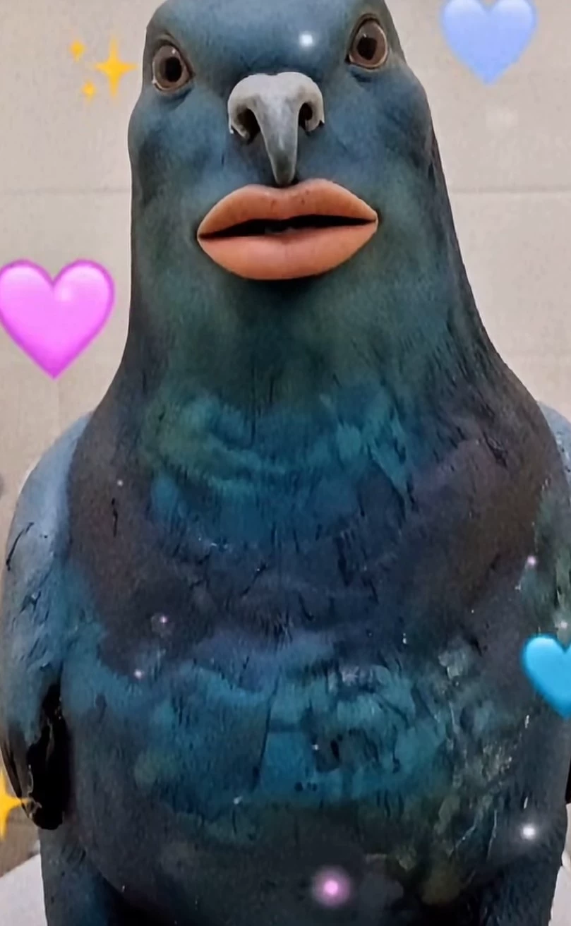 Freaky ahh pigeon 🥀 thumbnail