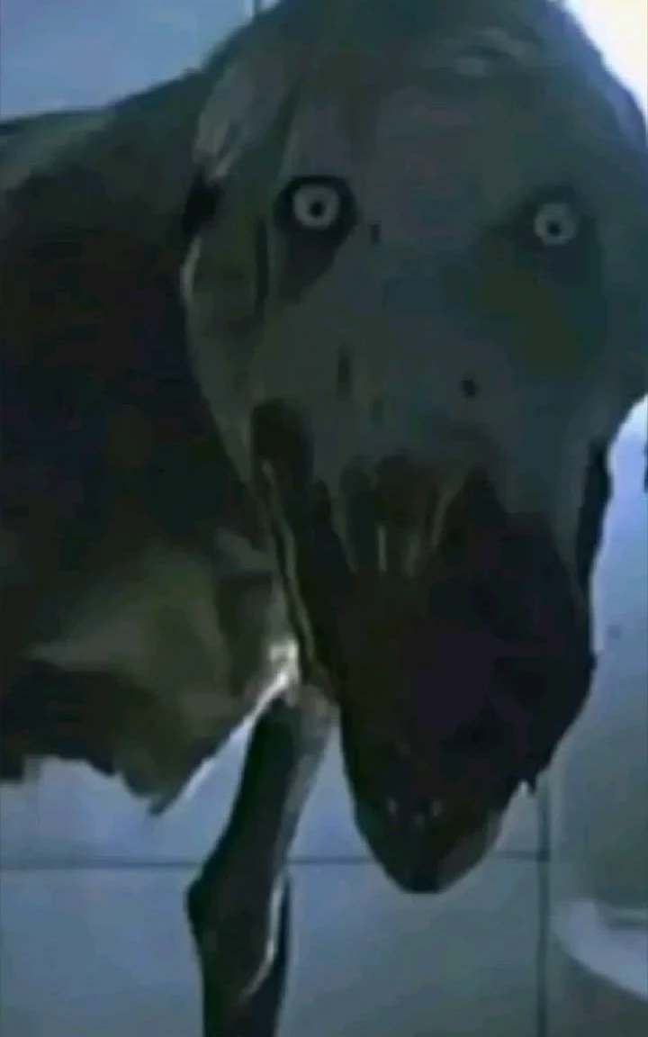 D O G thumbnail