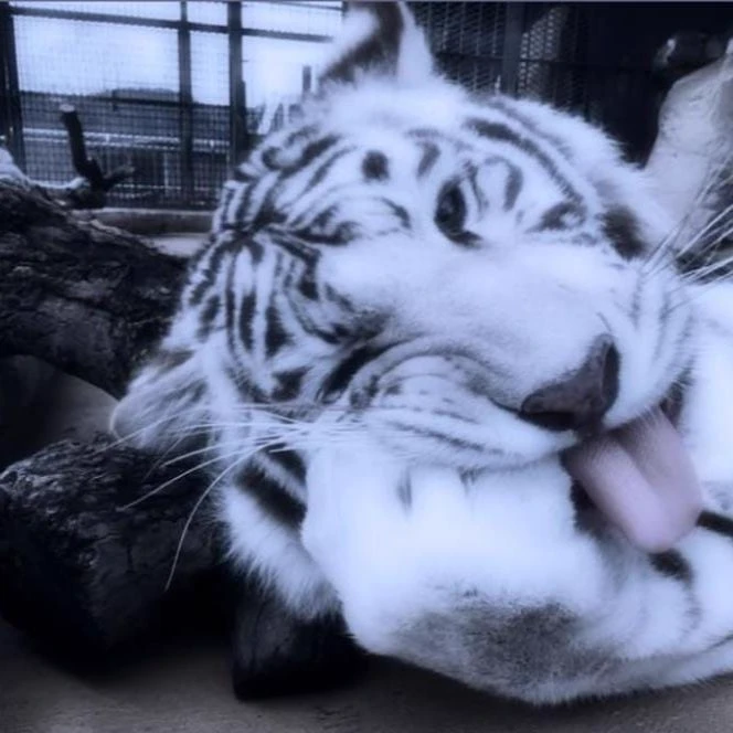 white tiger thumbnail