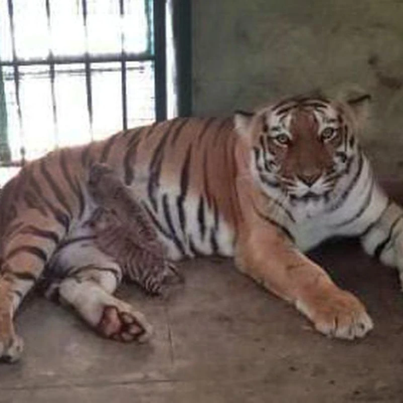 Shira, the Tigress thumbnail