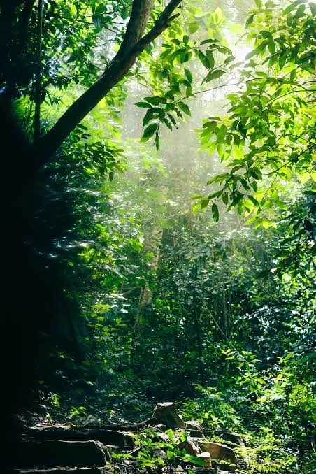 the rainforest. thumbnail