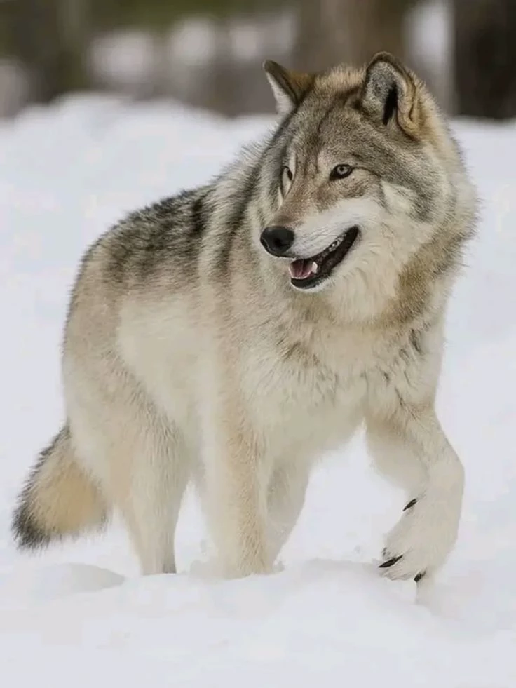 Axel your owner thumbnail