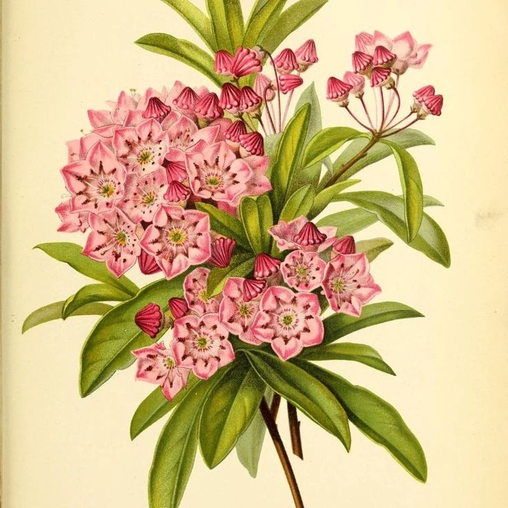 Kalmia