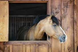caballo HD thumbnail