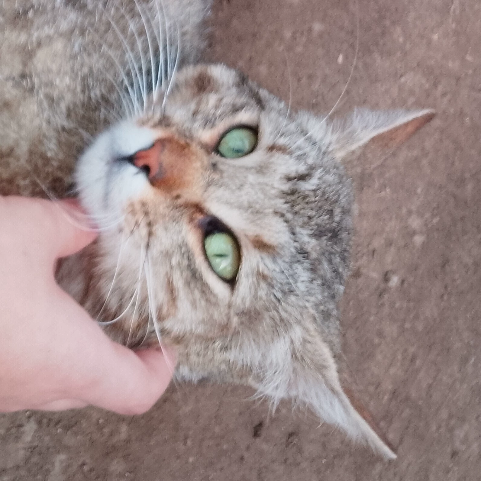 Luca