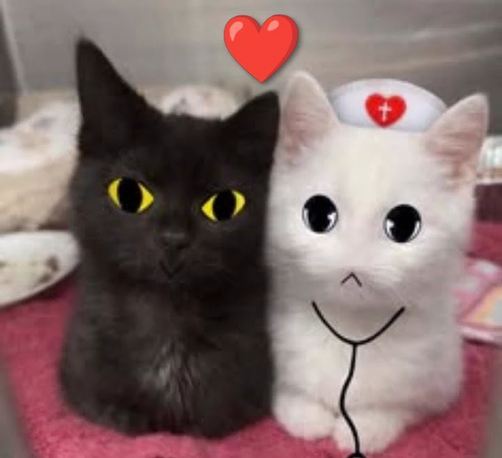 secret agent & head nurse & you the person who is going to make their dating happen! thumbnail