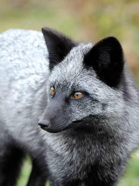 Black fox (vore) thumbnail