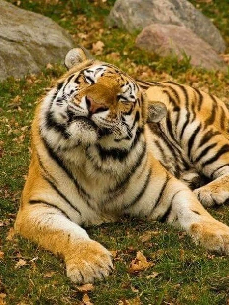 Wild Tiger (Vore) thumbnail