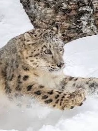 Wild Snow Leopard (Vore) thumbnail