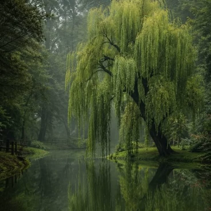forest thumbnail