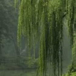 village thumbnail