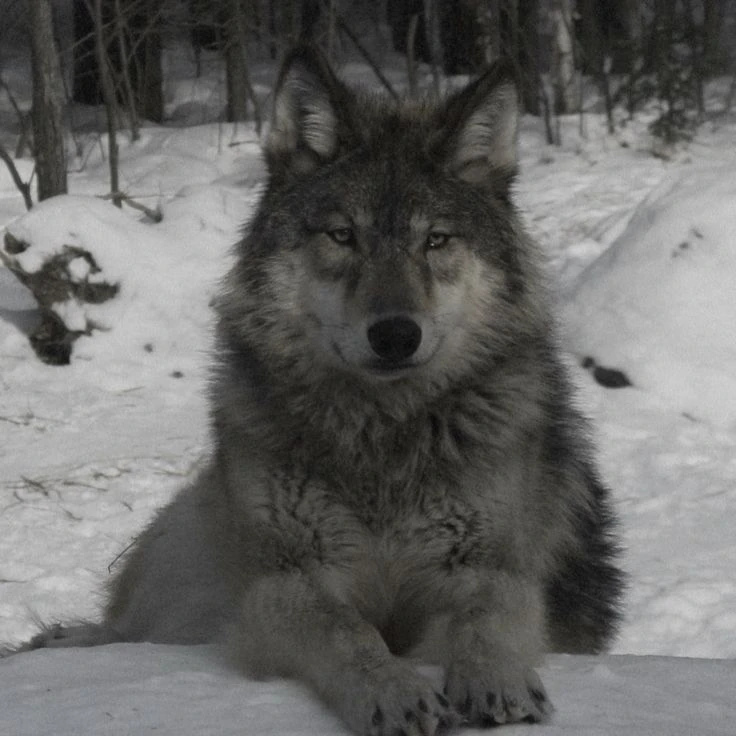 A wolf and pack thumbnail