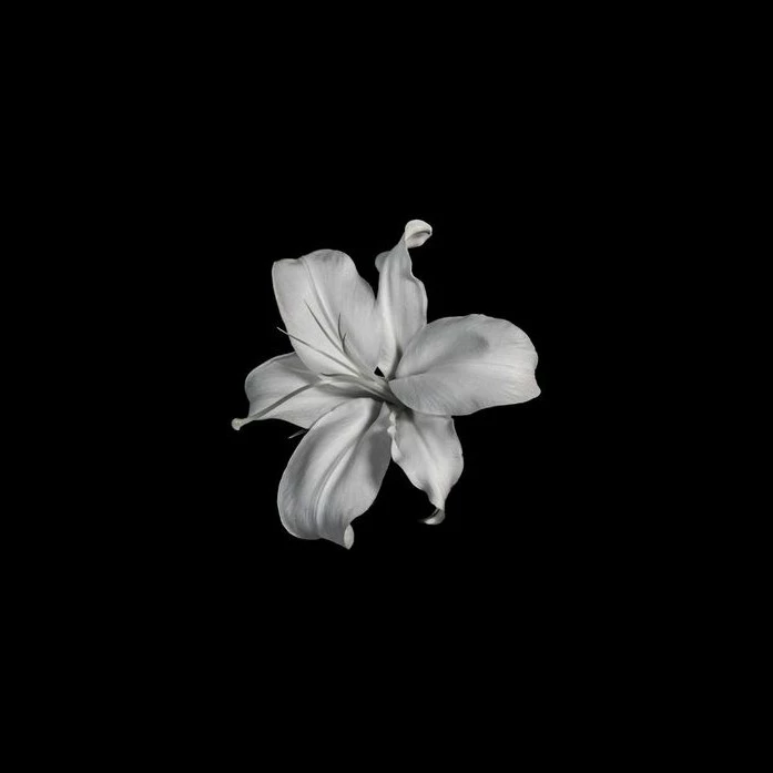 Lily