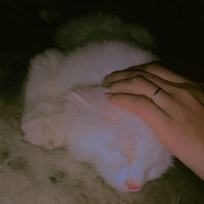 Zoya