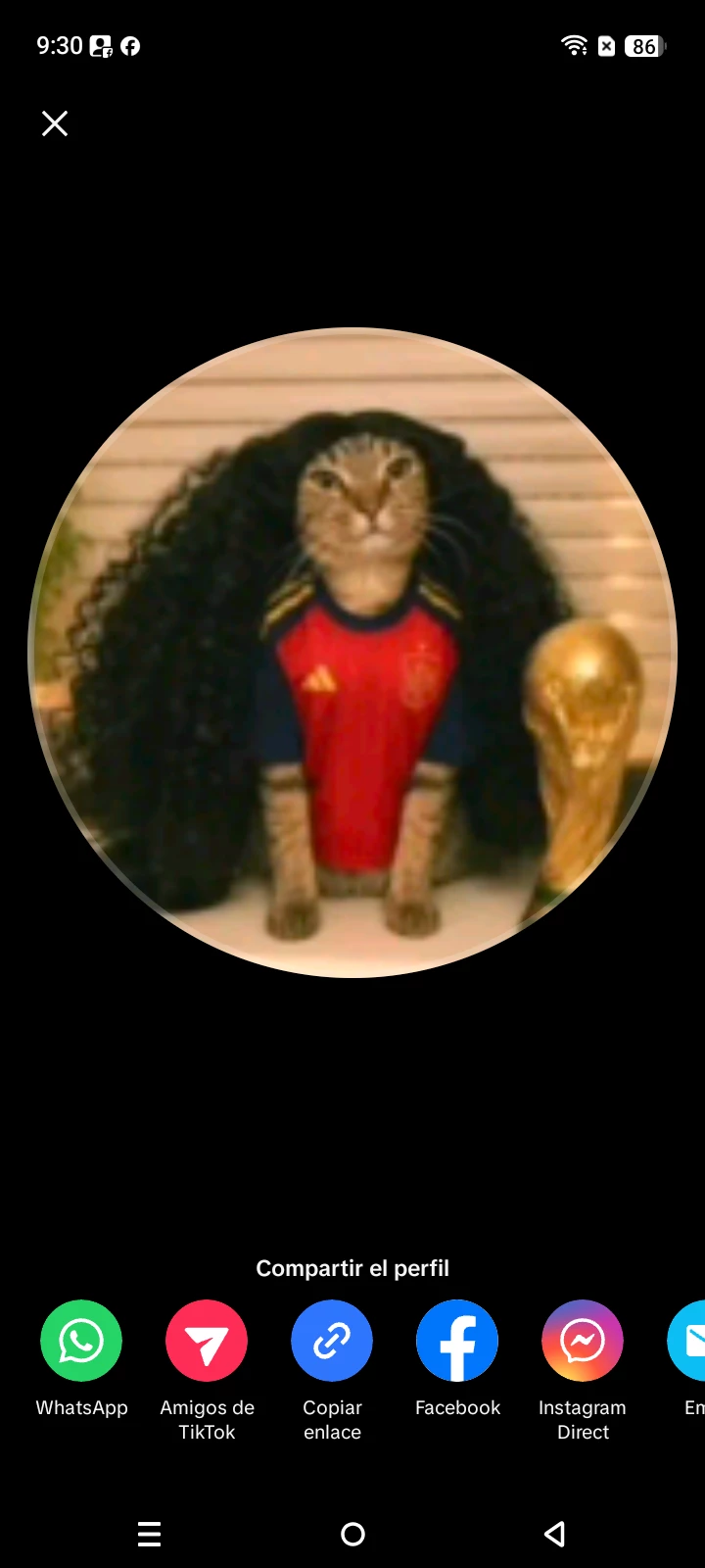 gato cucurella thumbnail