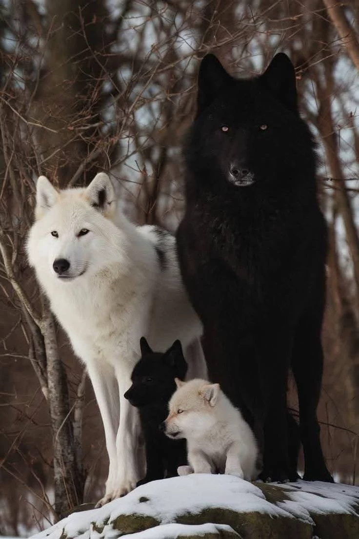 pack of wolves thumbnail