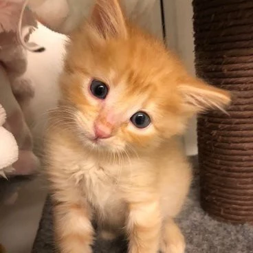 Simon