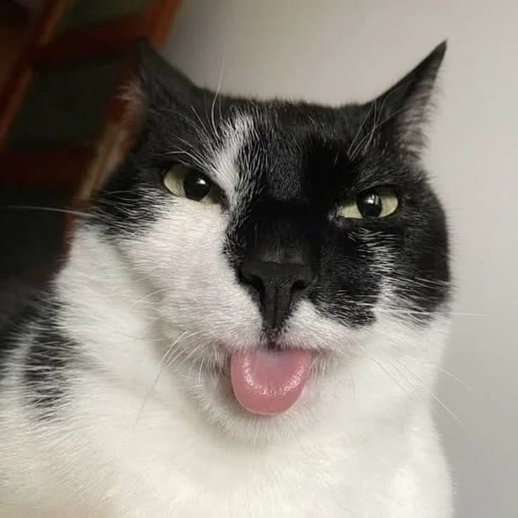 𝗗𝗮𝗶𝘀𝘆