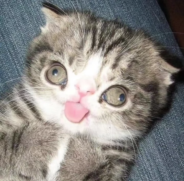 silly kitty thumbnail