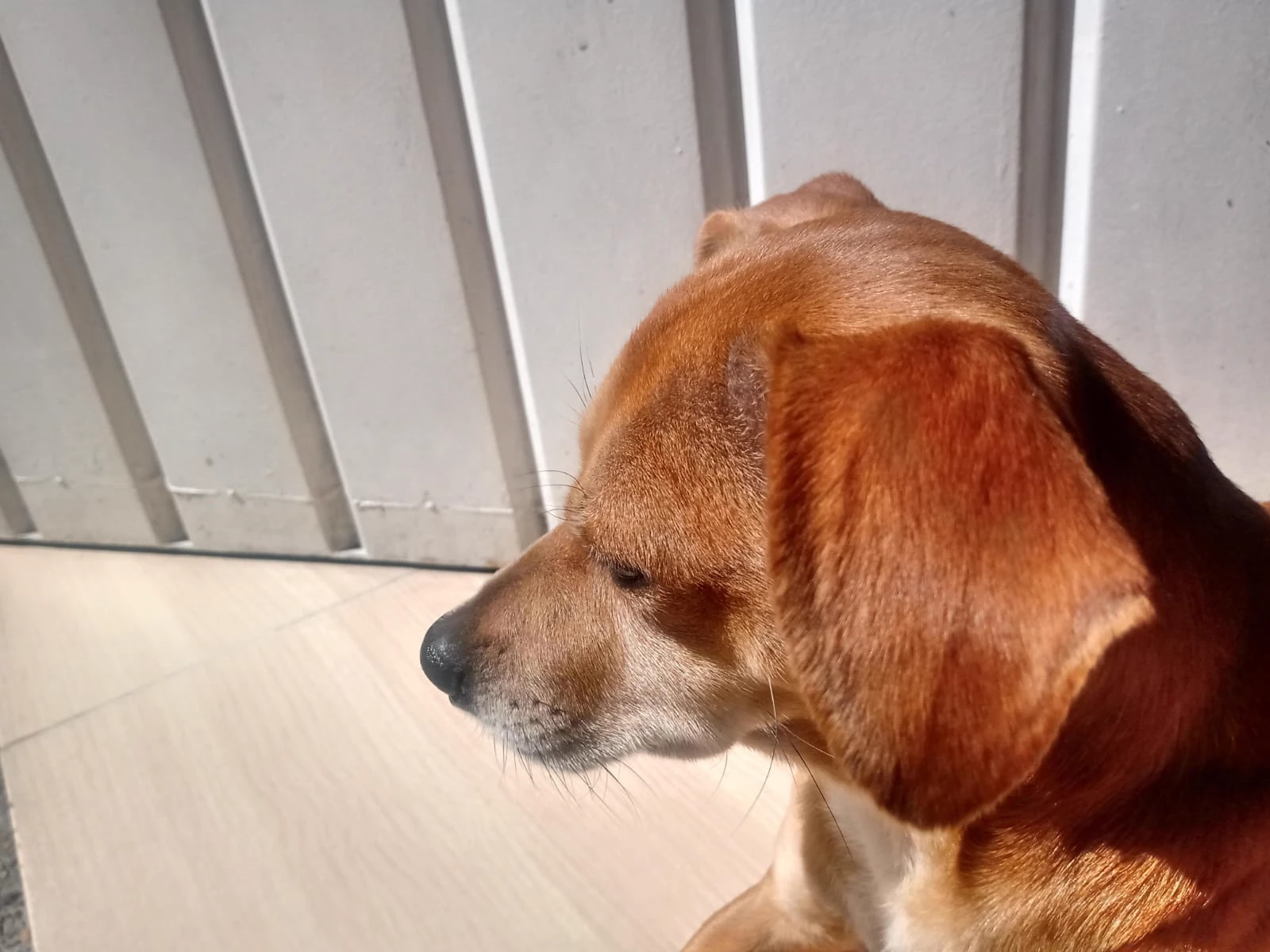 your dog who talks to you thumbnail