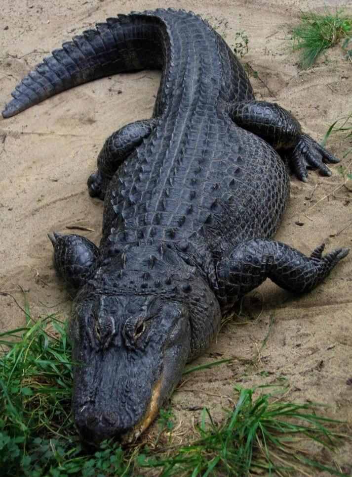 Luna the Alligator thumbnail