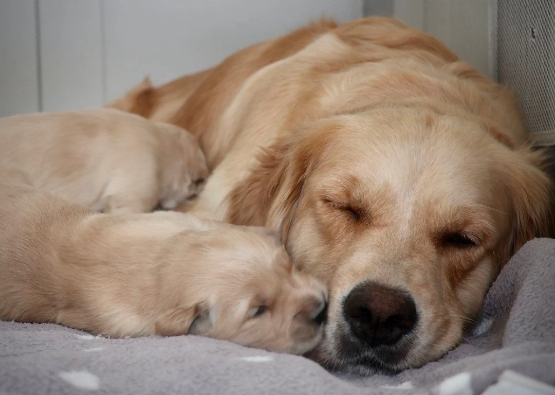 dogs thumbnail