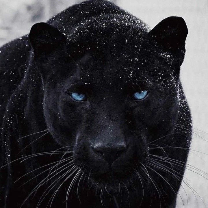 Black Panther thumbnail
