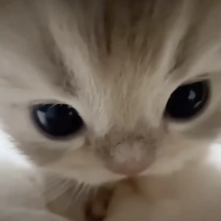 Luu