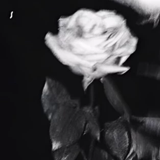 سيلينا