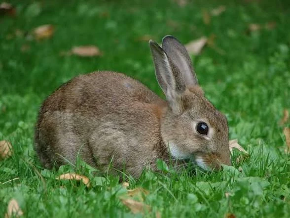 Bunny with Emotional attachment. thumbnail
