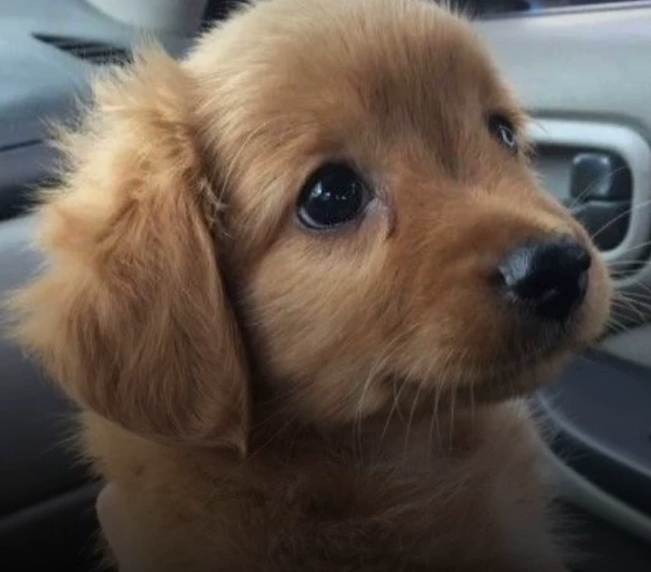 dog thumbnail