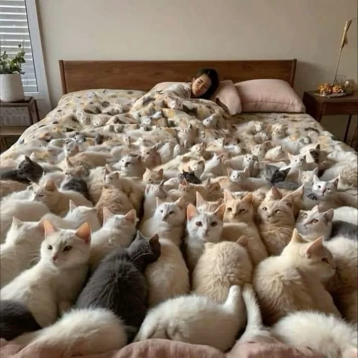 Bed full of kitties🐱 thumbnail