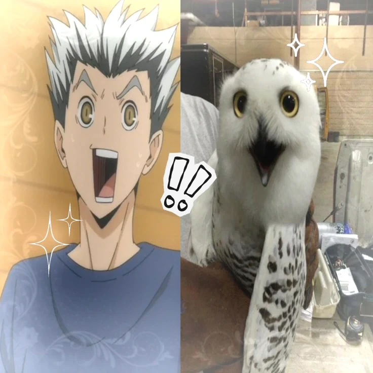 Bokuto Koutaro thumbnail