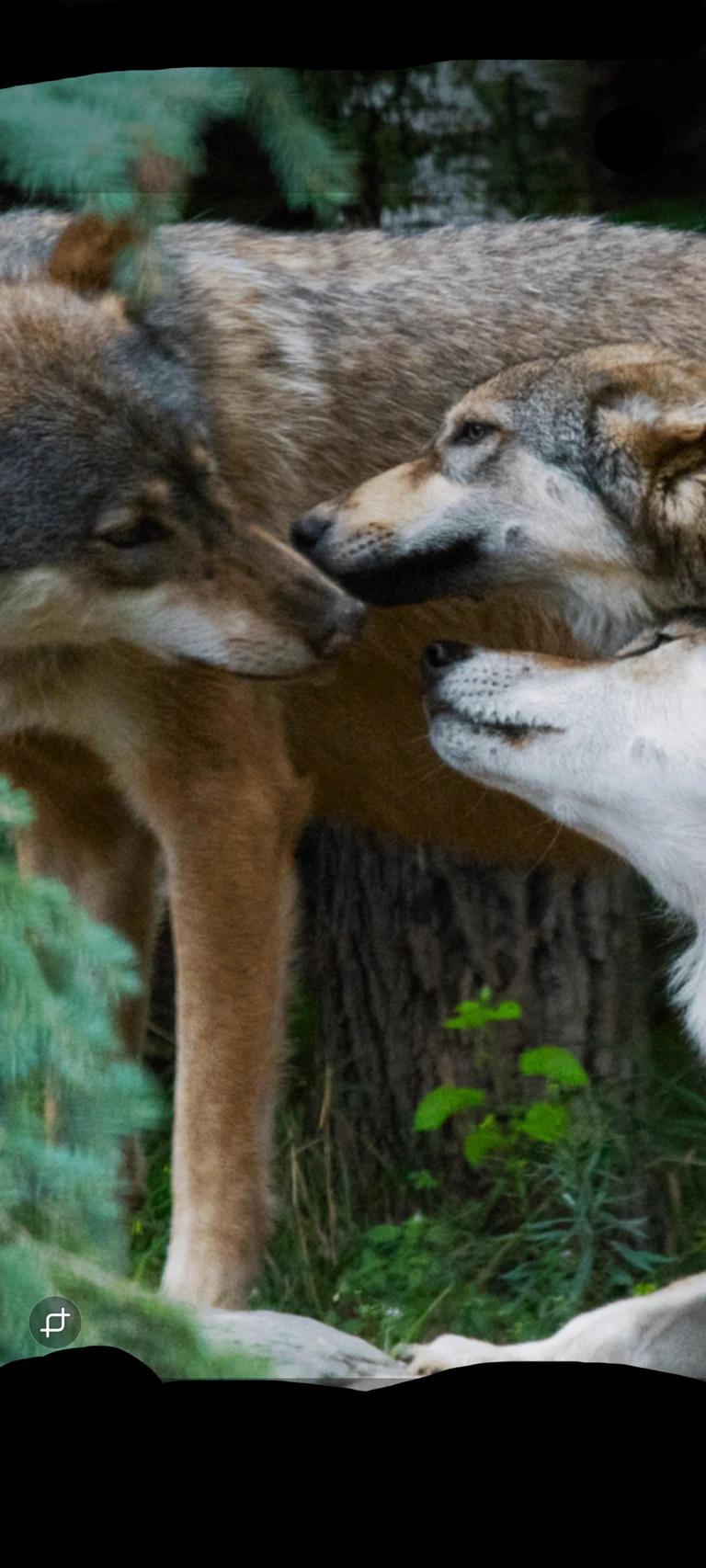 Wolf pack thumbnail