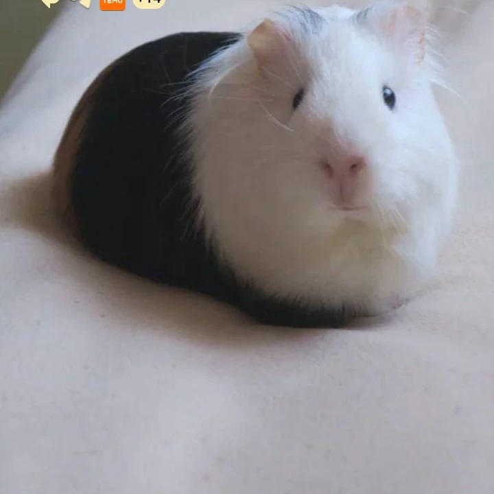 Дінь чо