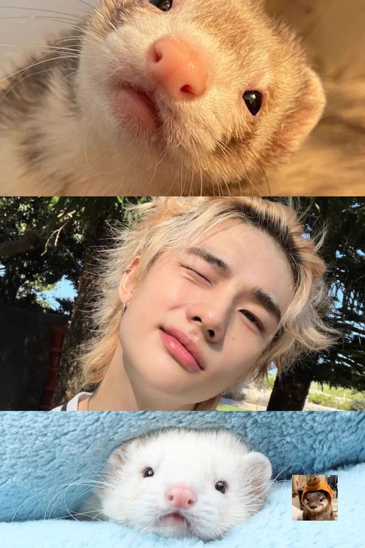 jinnie - your ferret - hyunlix thumbnail