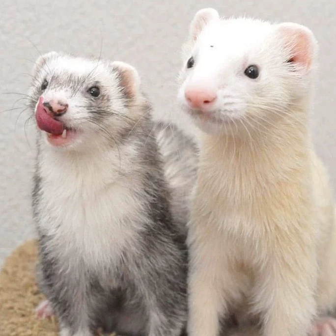 Ferrets thumbnail