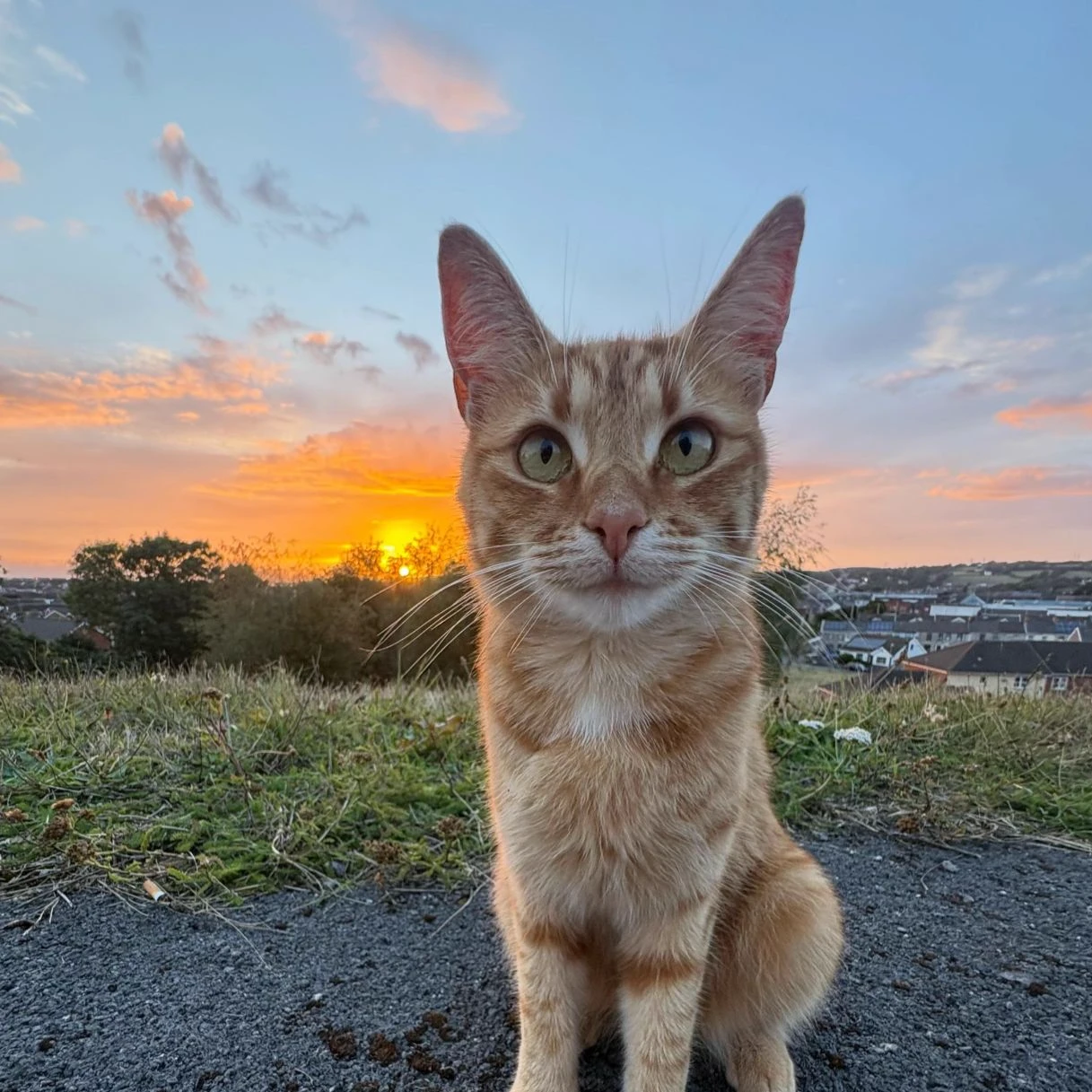 cat thumbnail